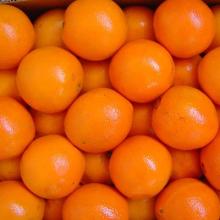 Best quality Fresh Naval and Valencia Oranges