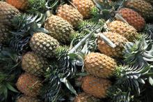 Quality Fresh pinapple