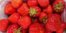 Fresh Strawberry And Frozen Strawberries For Sale