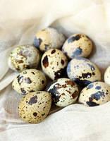 Table Quail Eggs