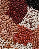 Dry Pinto Beans or Light Speckled Kidney Beans(Long Shape) Size 220-240 PCS