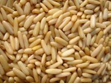 Pine Nuts Kernels