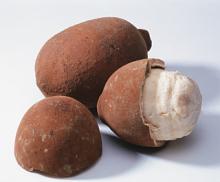 Cupuacu Spray Dried Powder