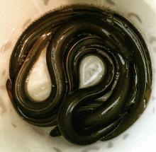  Eel s, live   Eel ,Frozen  Eel s