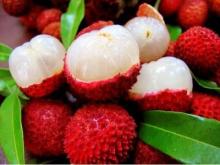  FRESH   LYCHEE / SWEET  LYCHEE / VIETNAM  LYCHEE 