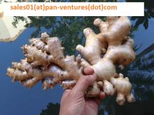 FRESH GINGER/VIETNAM GINGER/ GINGER