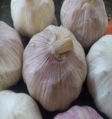 Pure White Fresh Garlic