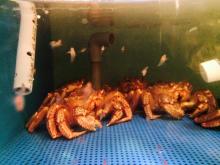 Cooked frozen snow crab