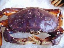 Live Dungeness Crabs from USA & Canada