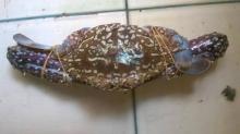 FROZEN BLUE SWIMMING CRAB WHOLE