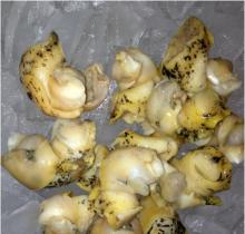 FROZEN BOILED WHELK MEAT
