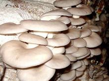  Mushroom   oyster  farming spawn