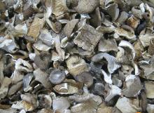  Dried   oyster  mushroom