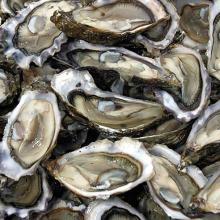 half shell oyster