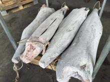seafrozen black marlin HGT, super frozen blue marlin, white marlin fish