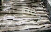 frozen eel fish