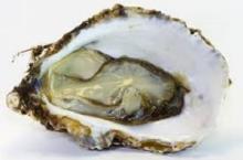  FROZEN   OYSTER 