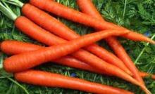 New crop carrot fresh vegetables baby carrots for wholesales