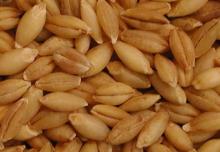 High Purity  Feed   Barley   Grain s
