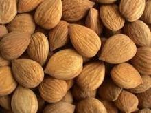 Apricot Kernels for Sale