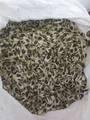  Moringa  Seeds, Dry  Moringa   Leaves ,  Moringa  Powder