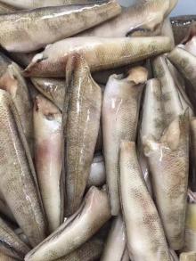  Frozen  notothenia,Latin  name : Patahonotothen Ramsayi