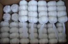 New crop fresh natural pure white garlic