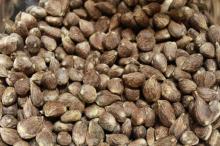 Grade A Palm Kernel Nut