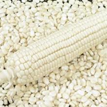 sweet waxy white Maize seeds for Planting