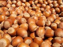 Hazel Nut