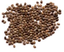 Lupine seed