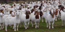 100% Full Blood Boer Goats For sale