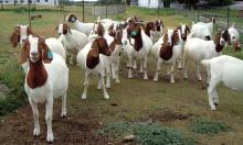 Boer Goats For Sale Good Price