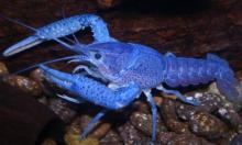 Bright Canadian Blue  Lobster s/ Live  Blue  Lobster s Wholesale/ Live /Frozen and High Quality Blue  Lobster 