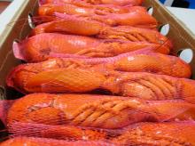 High quality Grade Frozen Lobster Tails for sale world wide best price,Frozen Cooked Lobster (Homaru