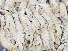 Grade A Frozen Sea Food Surimi Lobsters,Green Lobsters,Lobsters for sale