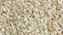  Natural   Sesame  Seed