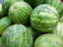  Fresh   Melon s