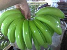 Fresh  Cavendish   Banana 