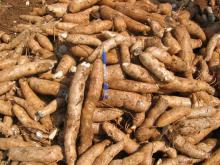 Fresh Cassava