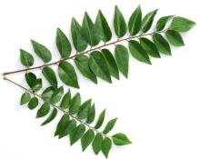 Fresh  Curry   leaves 