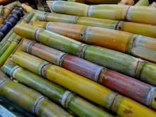  Fresh  Sugarcane  stick s