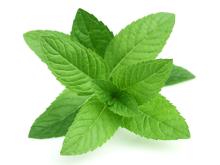 Mint leaves