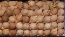 Fresh Matured Coconuts