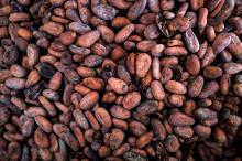 Grade A Cocoa Beans For Sale