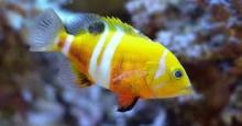 Neptune  Grouper   fish  for sale