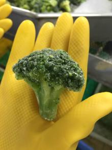 Frozen Broccoli, IQF Broccoli