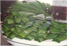  aloe   vera  gel ,  aloe   vera   extract   powder 