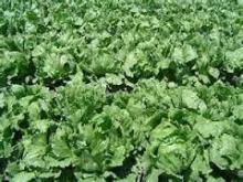 New listing fresh wholesale cabbage halal food for cabbage
