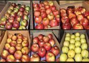 Fresh Royal Gala, Fuji, Golden/Red Delicious Apples FOR SALE